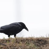 Les agriculteurs vaudois se sentent démunis face aux ravages des corvidés dans leurs cultures (photo d'illustration). KEYSTONE/ADRIEN PERRITAZ
